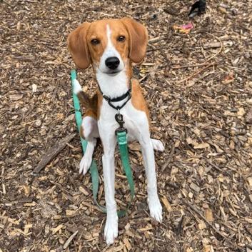 Ozzy (Huk), Adoptable, Young Male Beagle & Mixed Breed.