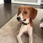 Enlarge Ozzy (Huk), a Adoptable mixed breed in Briarcliff Manor, NY image 2/5