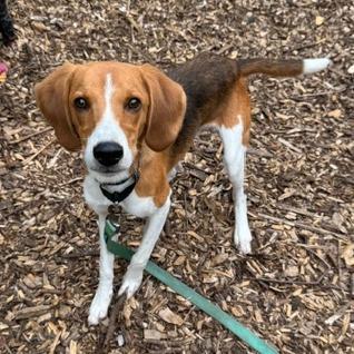 Enlarge Ozzy (Huk), a Adoptable mixed breed in Briarcliff Manor, NY image 3/5