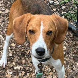 Enlarge Ozzy (Huk), a Adoptable mixed breed in Briarcliff Manor, NY image 4/5