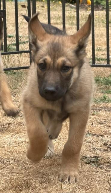 Heather, Adoptable, Young Female German Shepherd Dog.