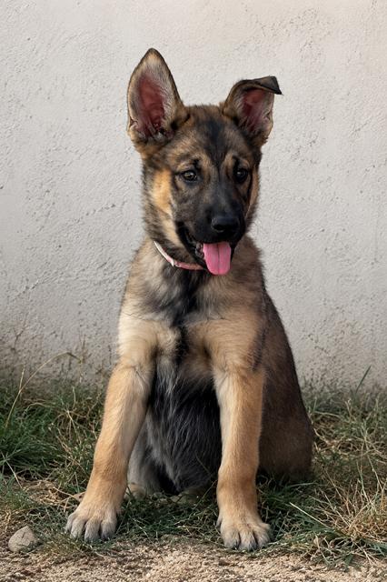 Enlarge Heather, a Adoptable mixed breed in Seattle, WA image 2/6