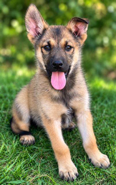 Enlarge Heather, a Adoptable mixed breed in Seattle, WA image 4/6