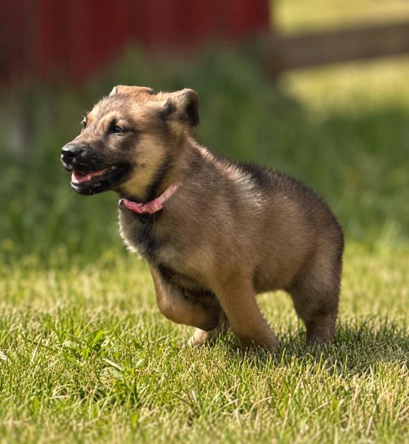 Enlarge Heather, a Adoptable mixed breed in Seattle, WA image 5/6