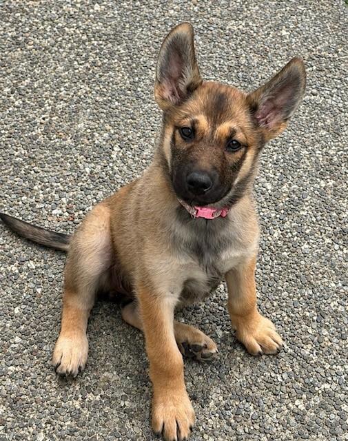 Enlarge Heather, a Adoptable mixed breed in Seattle, WA image 6/6