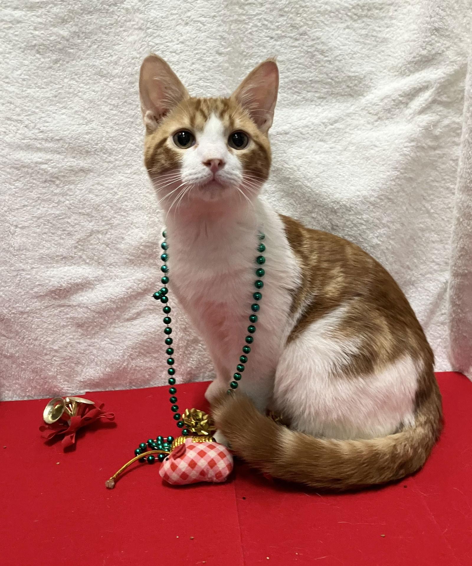 Pumpkin Spice thumbnail 2