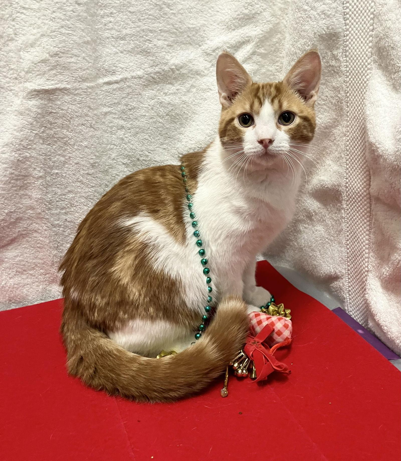 Pumpkin Spice thumbnail 3