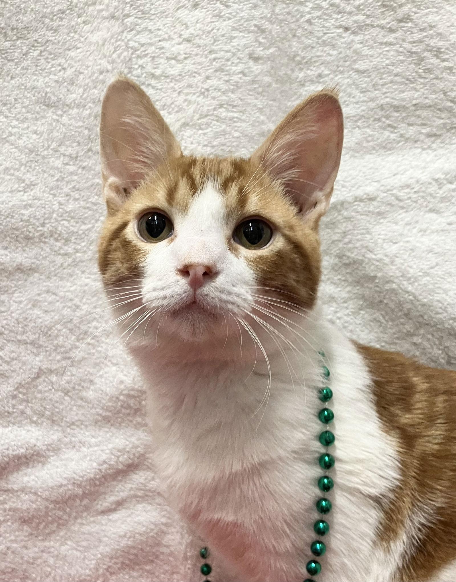 Pumpkin Spice thumbnail 4