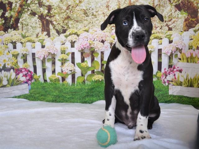 VALENTINO, Adoptable, Puppy Male Pit Bull Terrier & Mixed Breed.