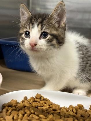 Enlarge Vice, a Adopted Tabby in Cobourg, ON image 1/1