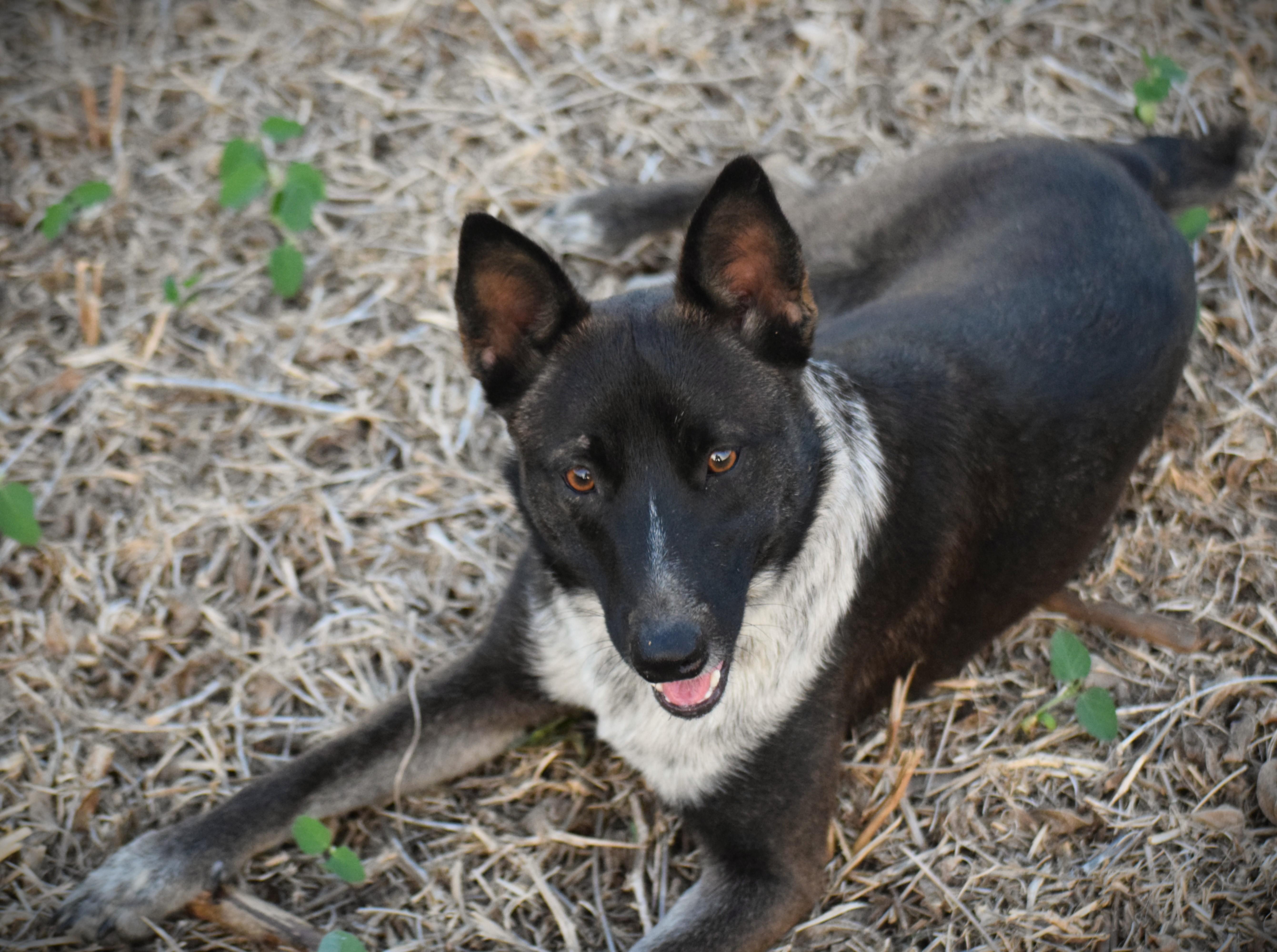 Enlarge KC-Super Smart, a Adoptable mixed breed in Rockport, IN image 3/5