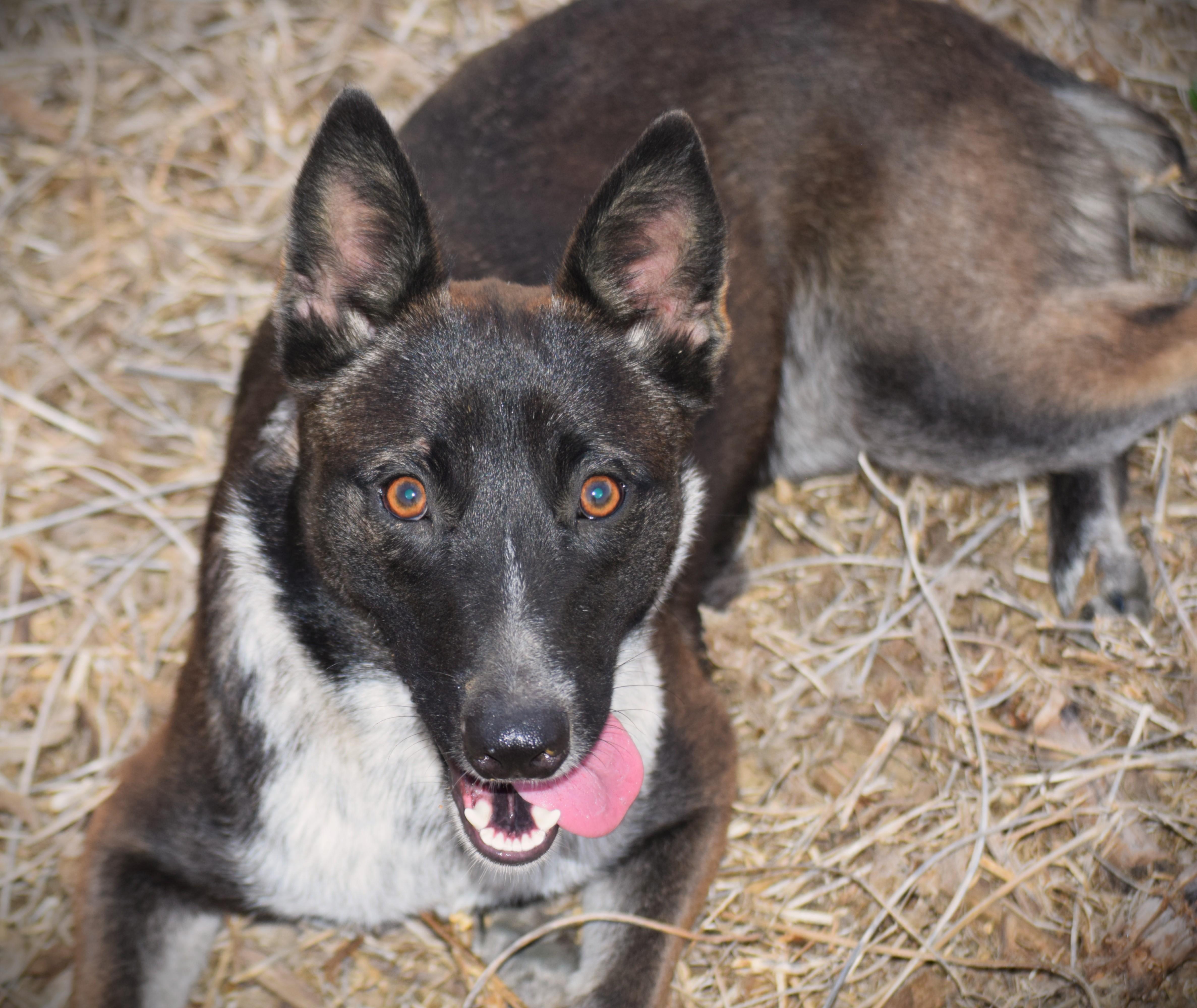 Enlarge KC-Super Smart, a Adoptable mixed breed in Rockport, IN image 1/5