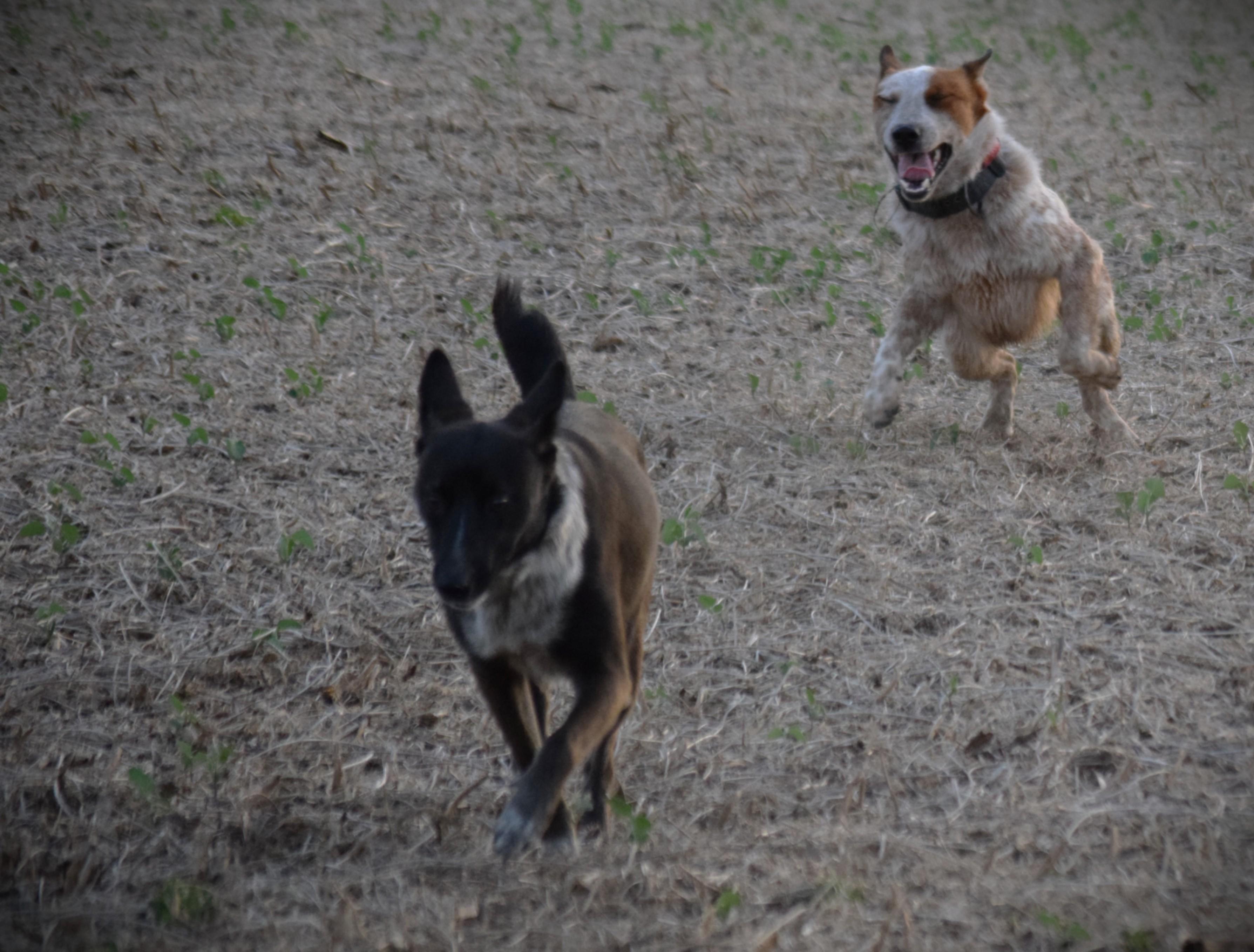 Enlarge KC-Super Smart, a Adoptable mixed breed in Rockport, IN image 5/5