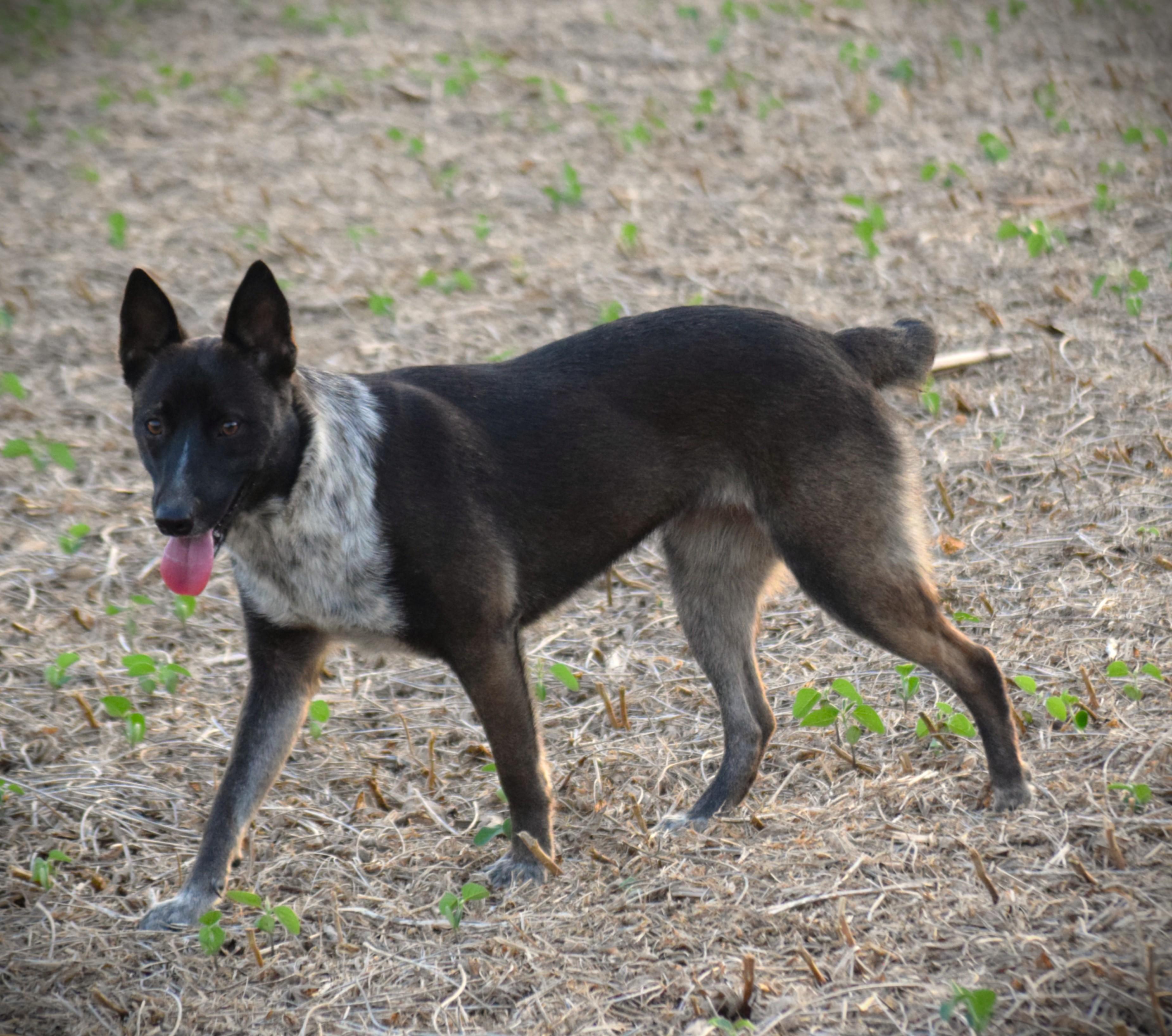 Enlarge KC-Super Smart, a Adoptable mixed breed in Rockport, IN image 2/5