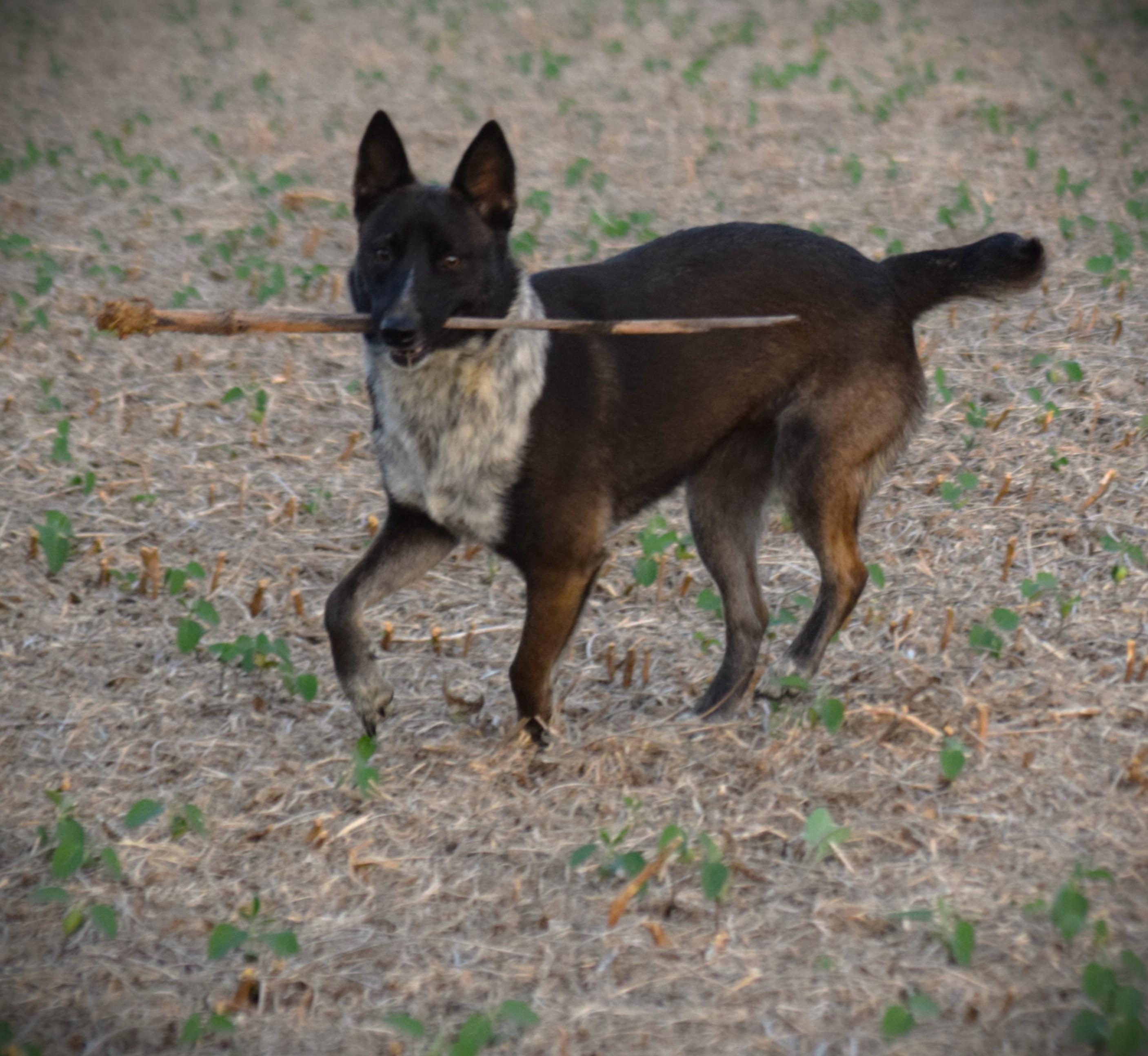 Enlarge KC-Super Smart, a Adoptable mixed breed in Rockport, IN image 4/5
