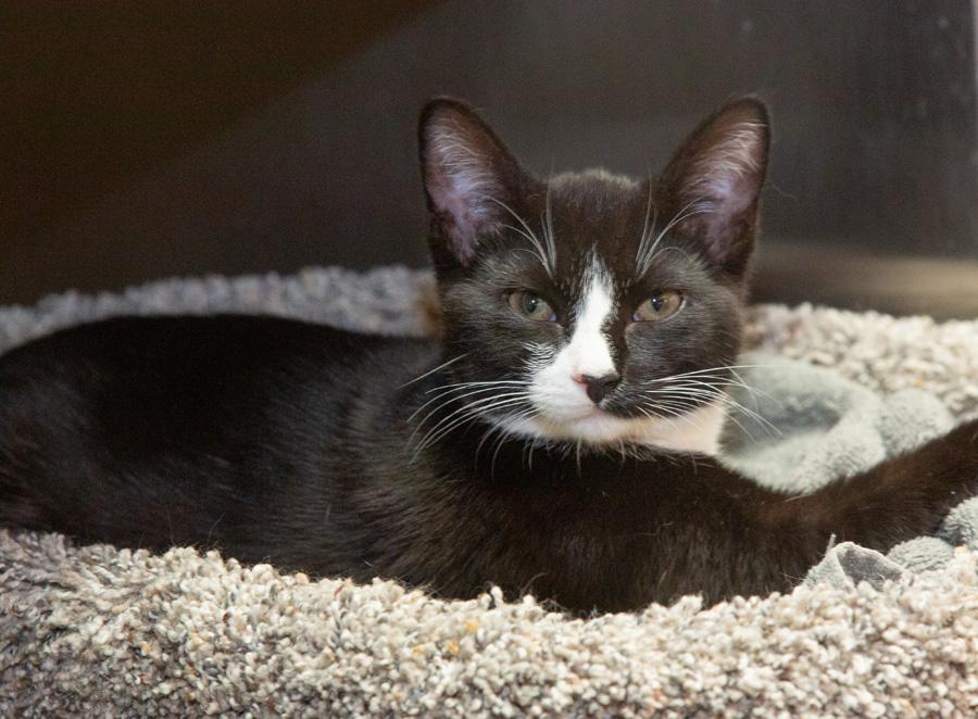 Pipsqueak, adopted, Kitten Female Domestic Short Hair.