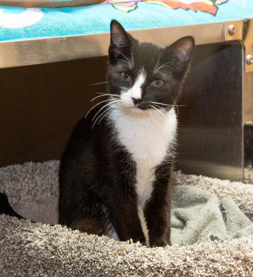 Enlarge Pipsqueak, an adopted Domestic Short Hair in Paramus, NJ image 4/4