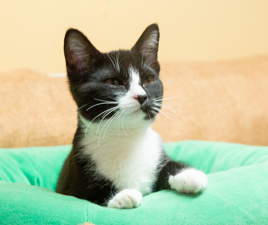 Enlarge Pipsqueak, an adopted Domestic Short Hair in Paramus, NJ image 3/4