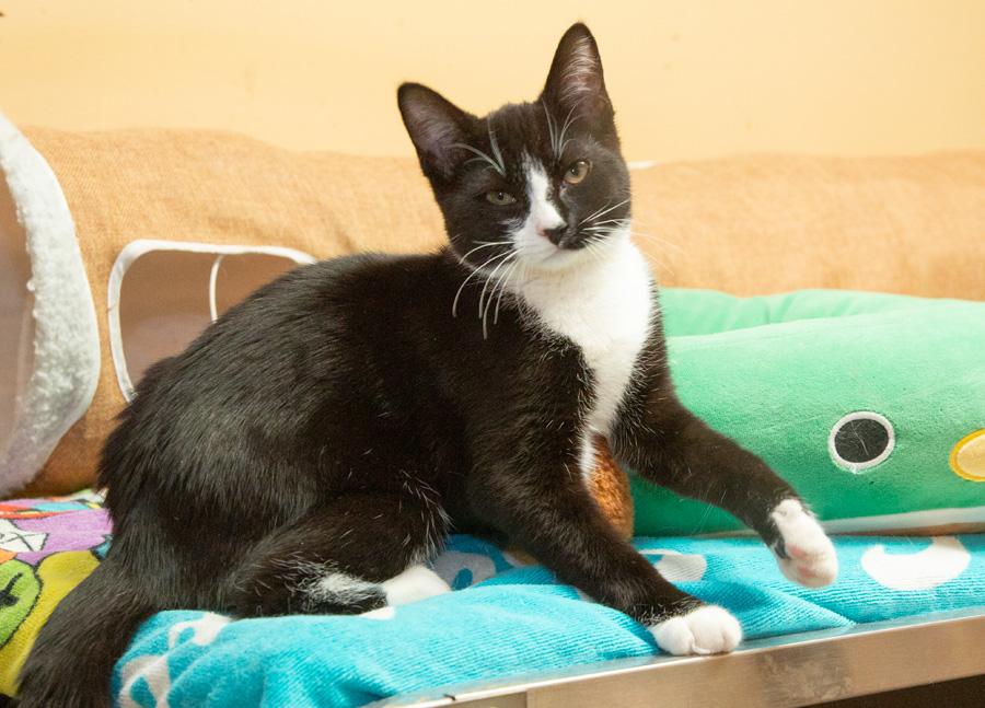 Enlarge Pipsqueak, an adopted Domestic Short Hair in Paramus, NJ image 2/4