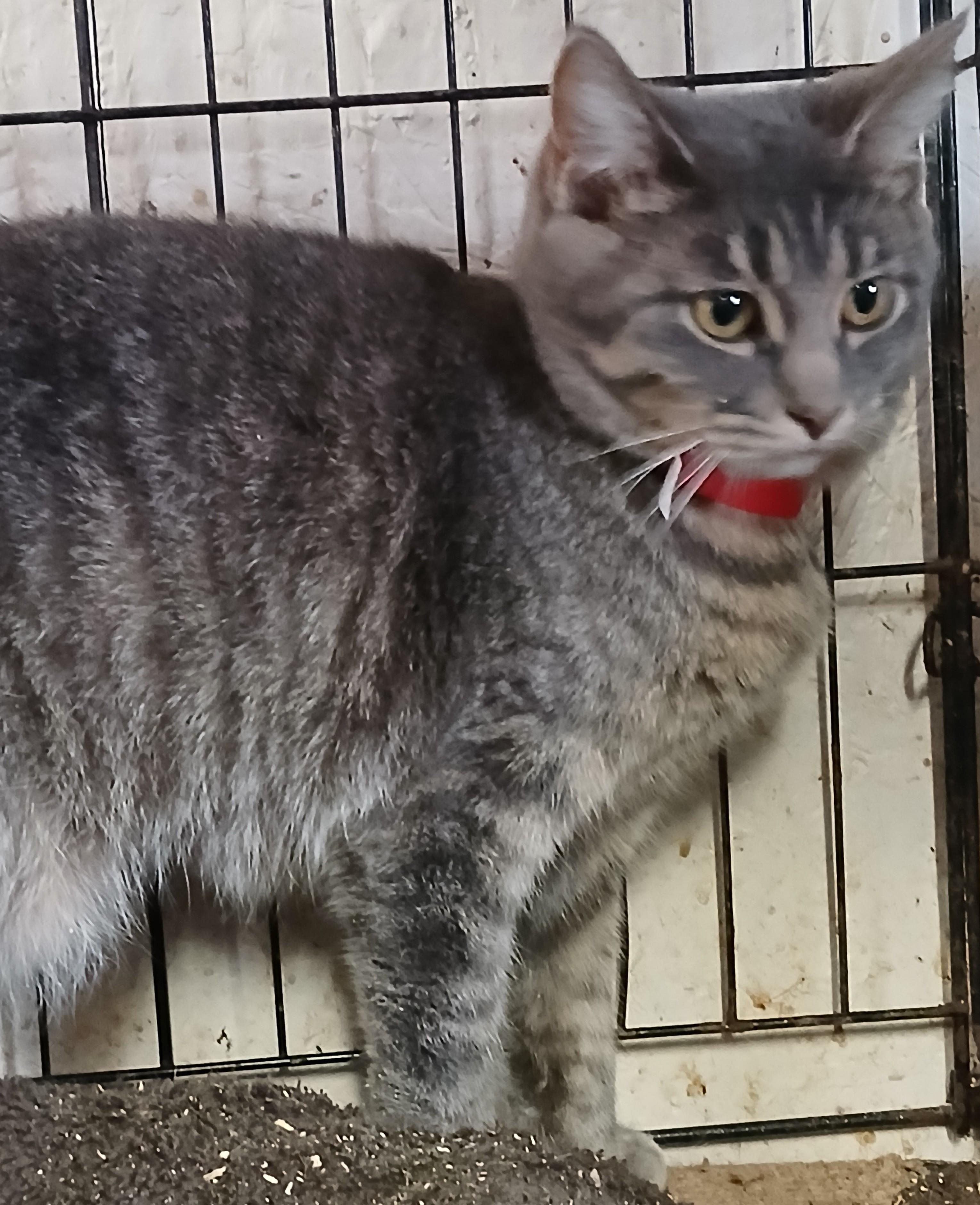 Enlarge Springport Spangles, an adoptable mixed breed in Eaton Rapids, MI image 3/3