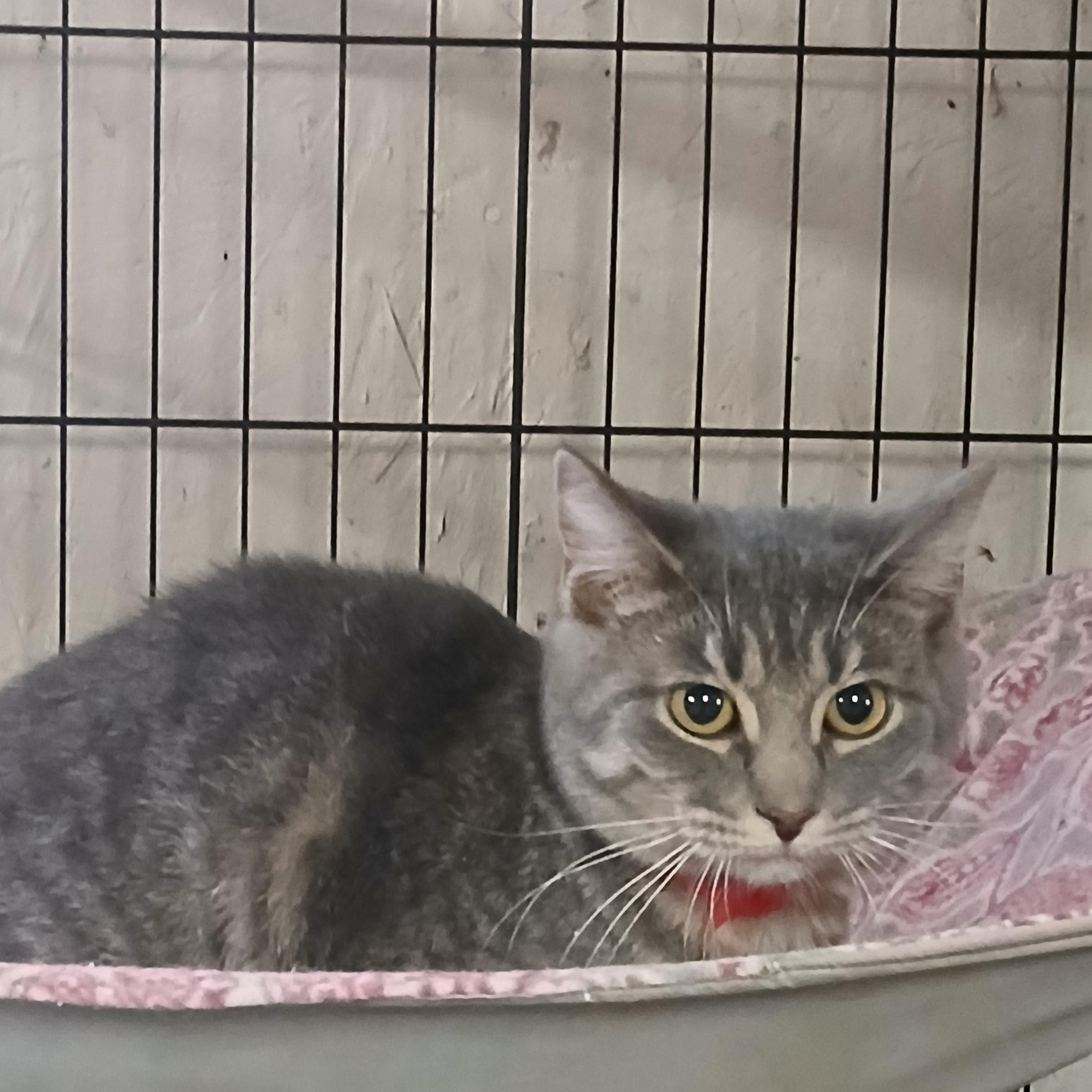 Enlarge Springport Spangles, an adoptable mixed breed in Eaton Rapids, MI image 1/3