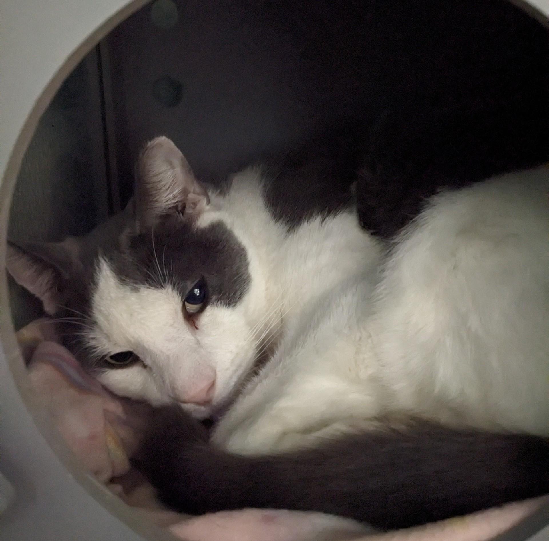 Moby, ADOPTABLE, Adult Male Domestic Short Hair.