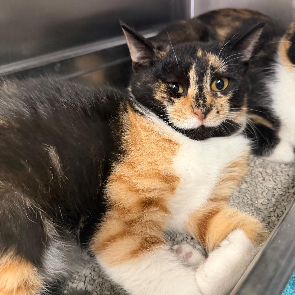 Wendy, Adoptable, Young Female Domestic Short Hair.