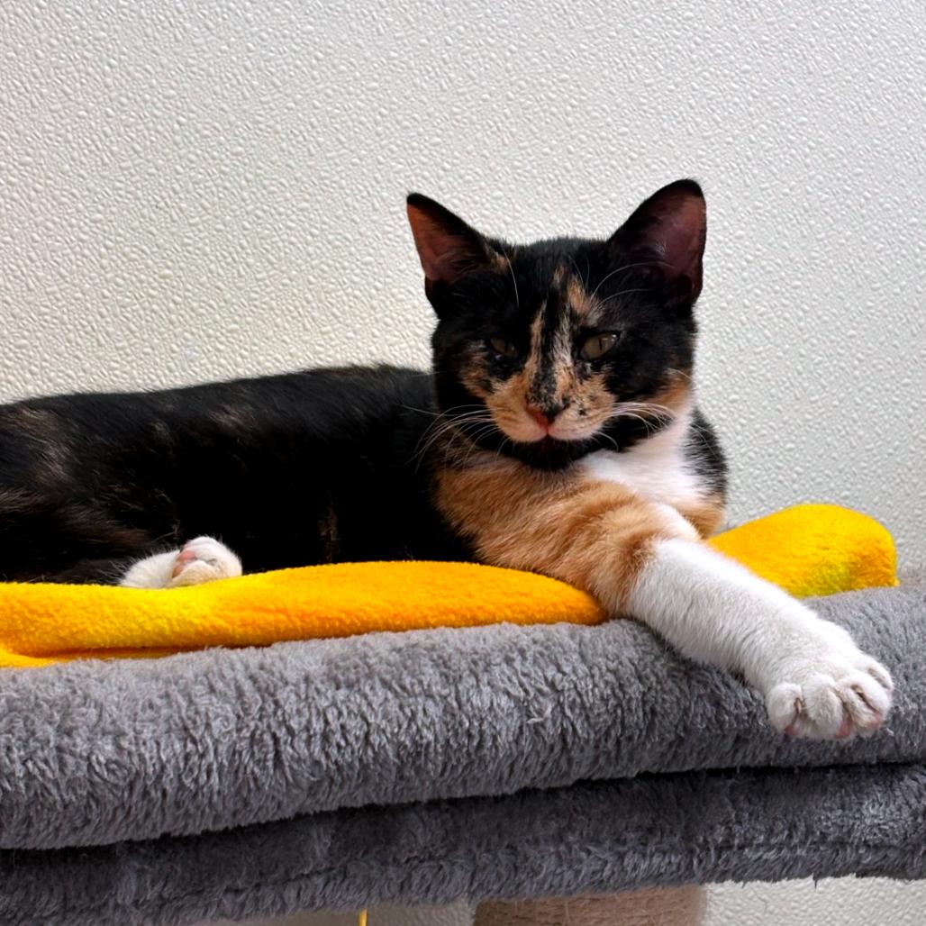 Enlarge Wendy, a Adoptable Domestic Short Hair in Blairsville, GA image 2/3