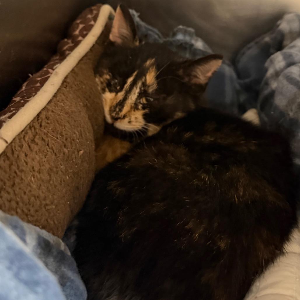 Wendy, a Adoptable Domestic Short Hair in Blairsville, GA image 2/2