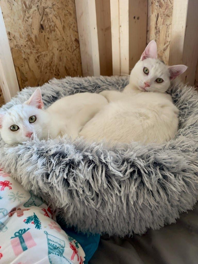 Henry, Adoptable, Young Male Domestic Short Hair.