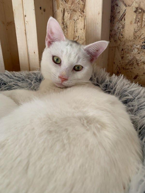 Enlarge Henry, a Adoptable Domestic Short Hair in Moncks Corner, SC image 2/2