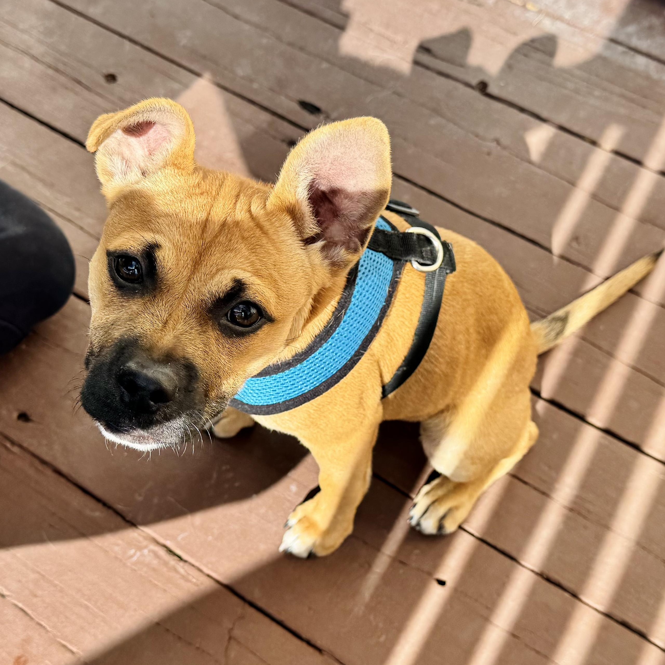 Enlarge Julietta, an adopted mixed breed in Littleton, CO image 2/6