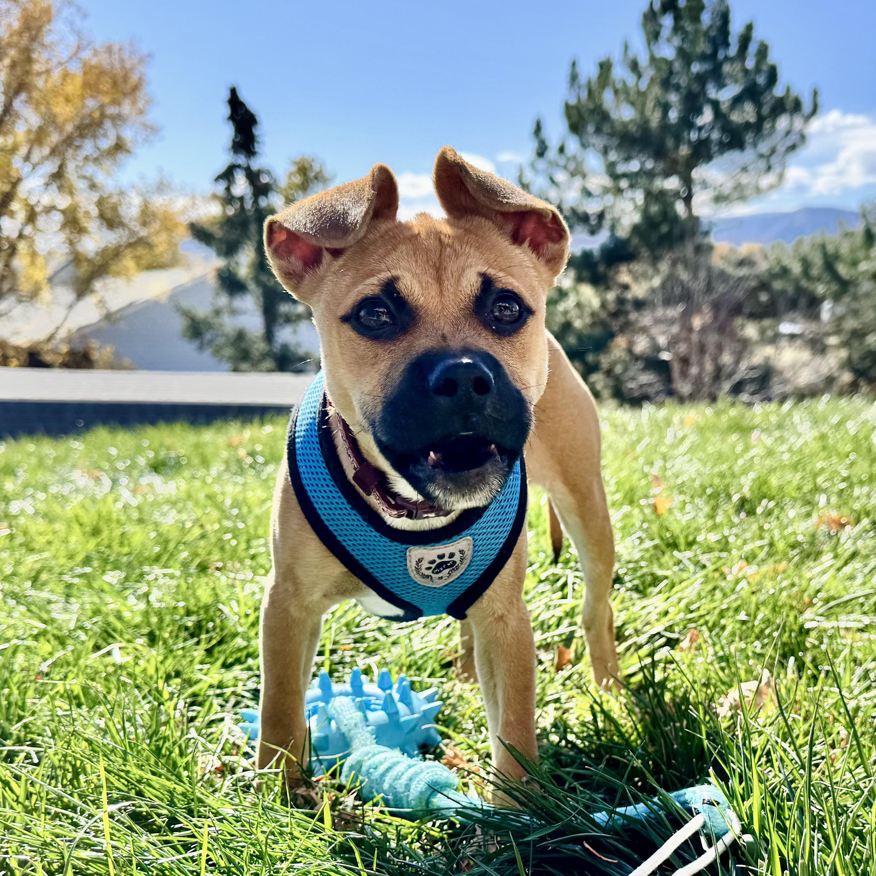 Enlarge Julietta, an adopted mixed breed in Littleton, CO image 3/6