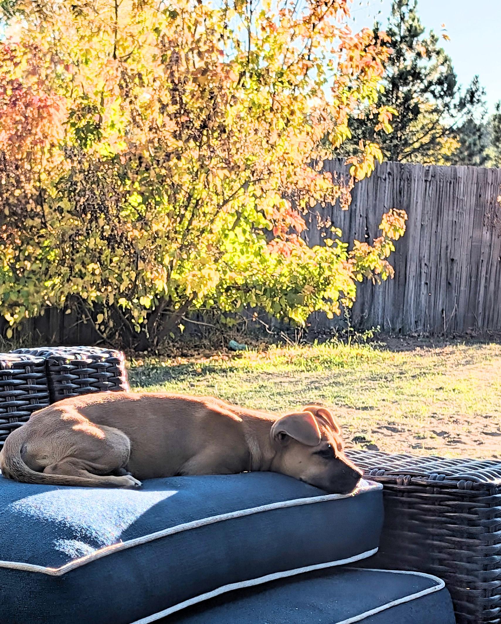 Enlarge Julietta, an adopted mixed breed in Littleton, CO image 6/6