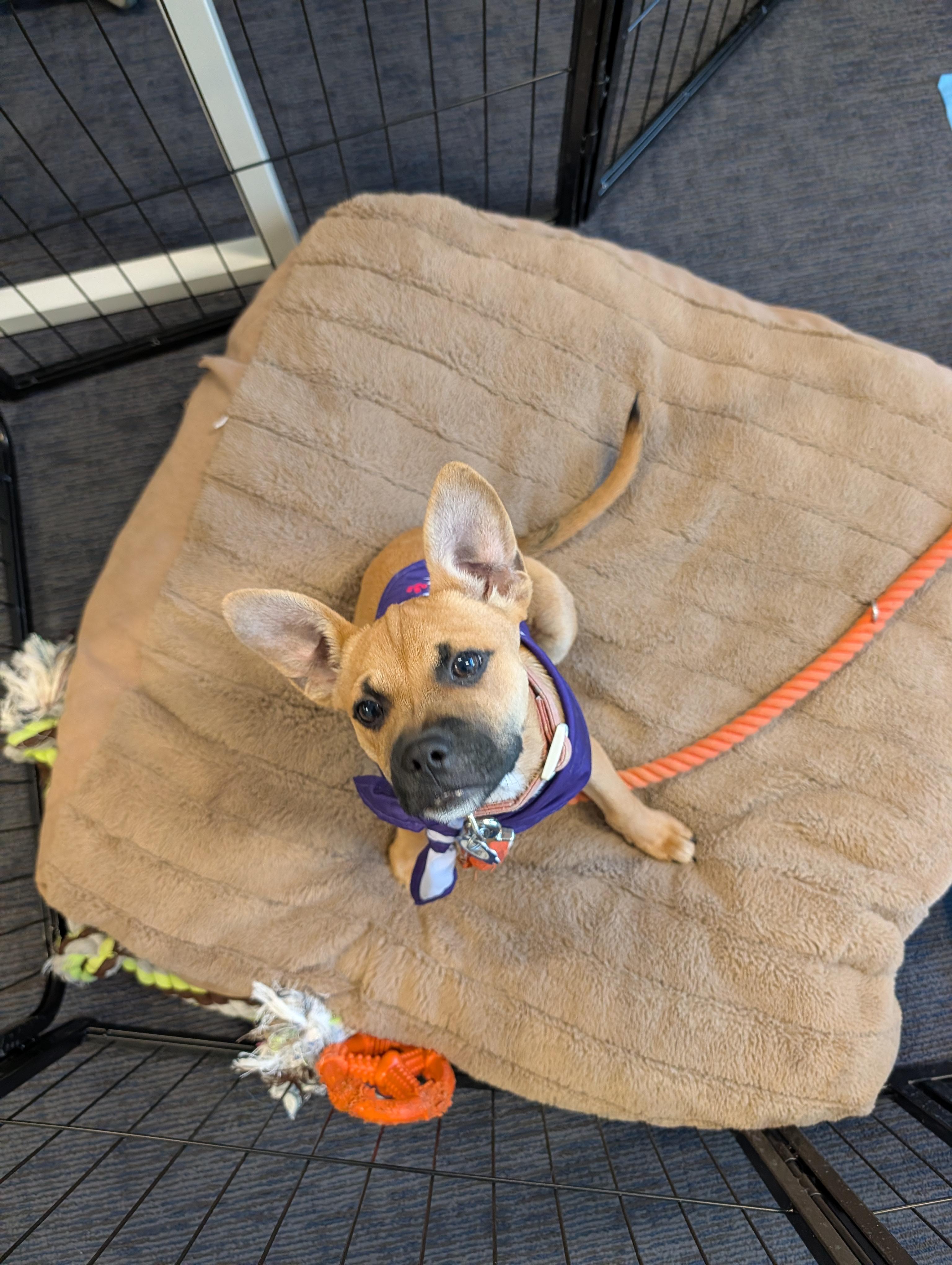 Enlarge Julietta, an adopted mixed breed in Littleton, CO image 5/6