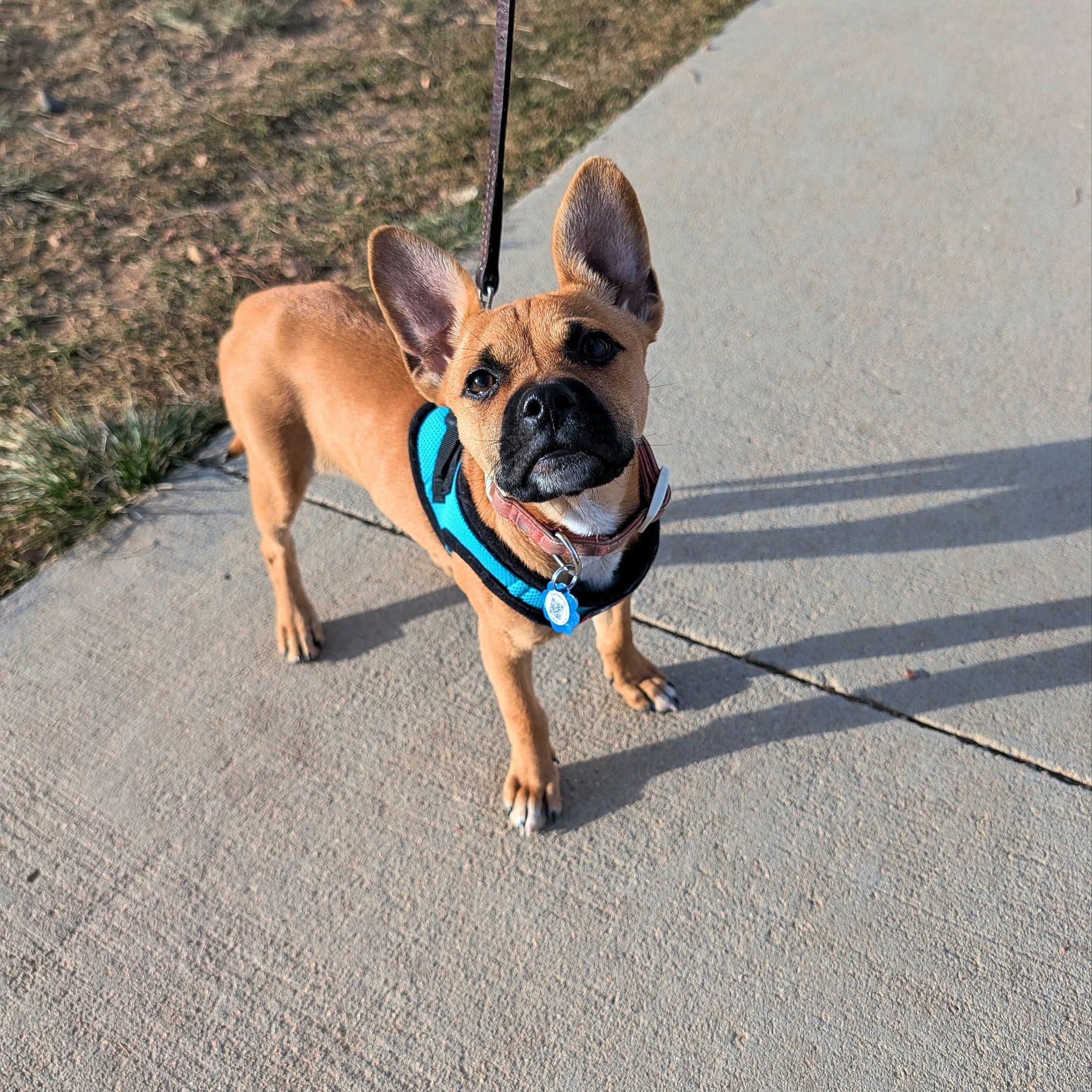 Enlarge Julietta, an adopted mixed breed in Littleton, CO image 1/6