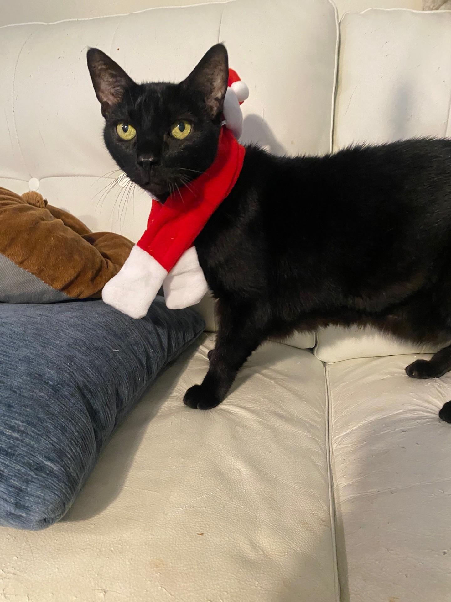 Enlarge Martina, a Adoptable Bombay in Miami, FL image 1/6