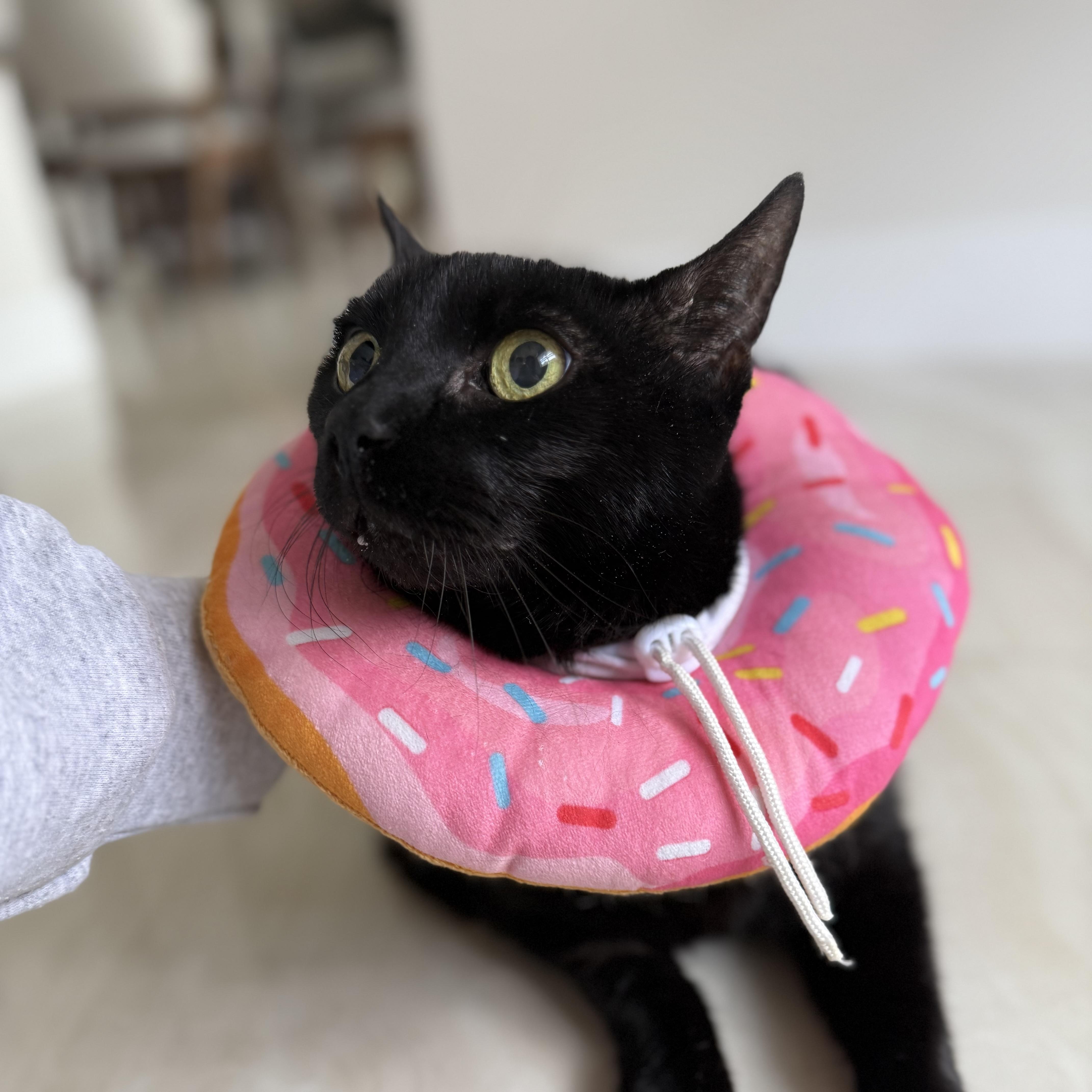 Martina Bombay Cat