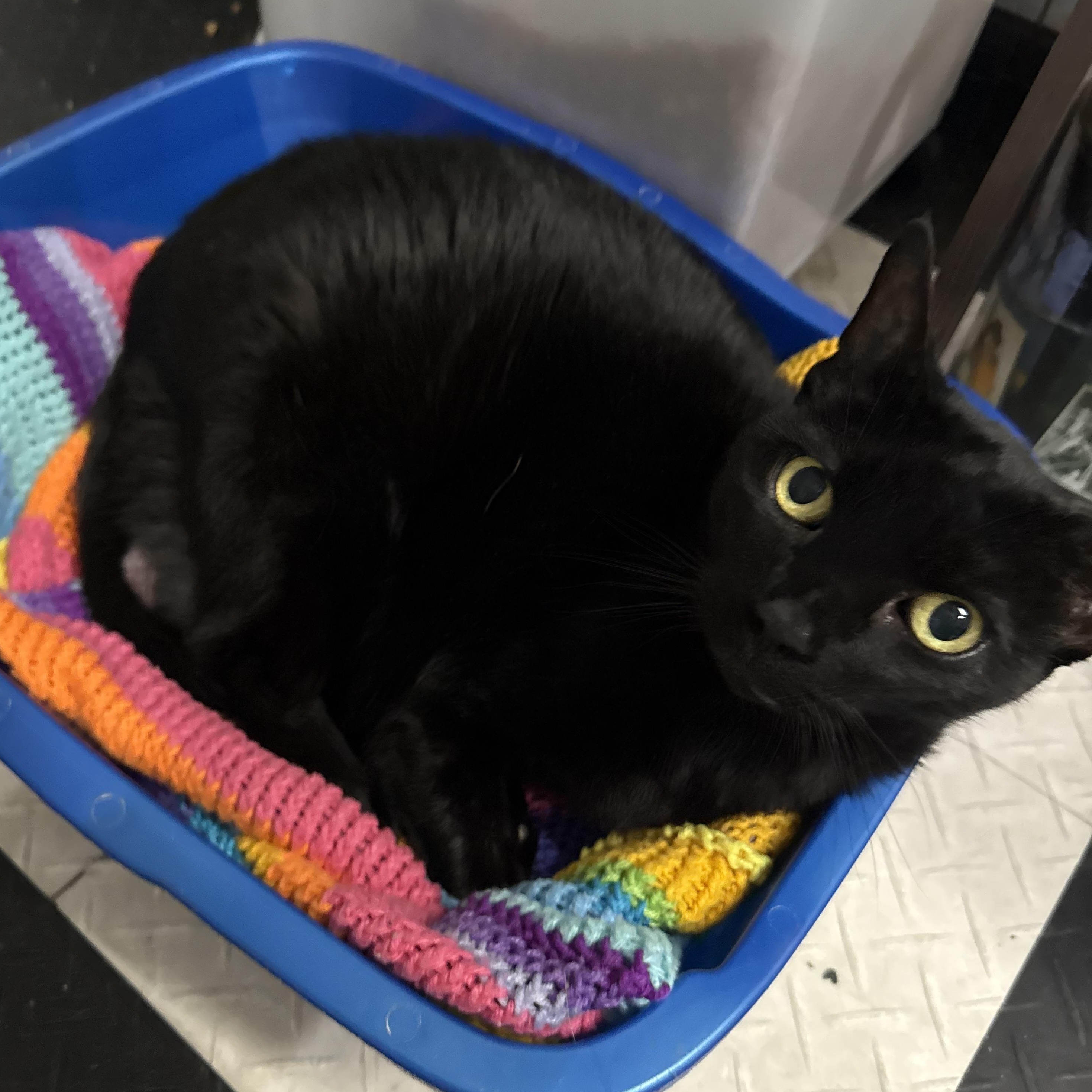 Enlarge Martina, a Adoptable Bombay in Miami, FL image 2/6