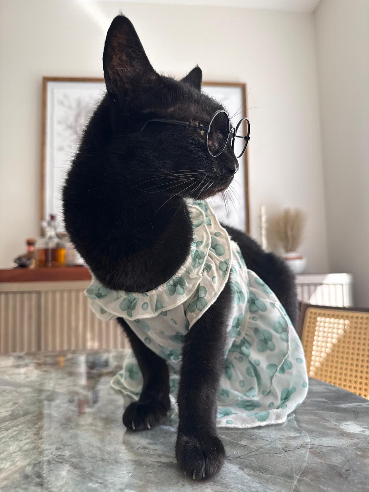 Enlarge Martina, a Adoptable Bombay in Vero Beach, FL image 2/6