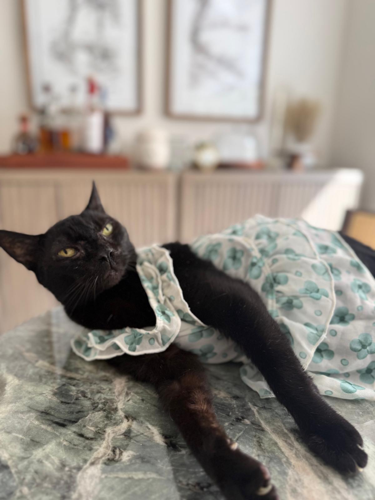 Martina, Adoptable, Senior Female Bombay.