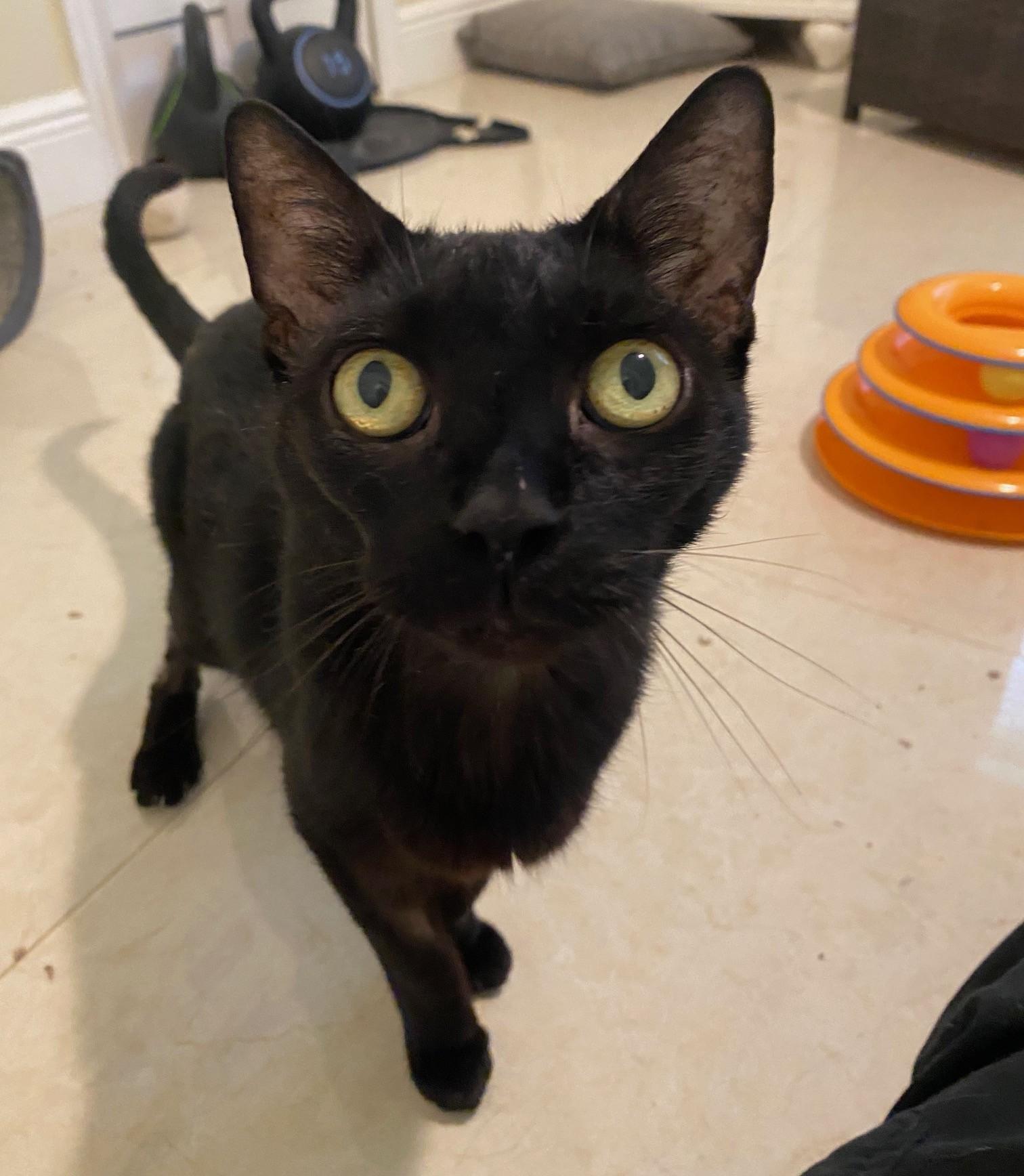 Martina, Adoptable, Senior Female Bombay.