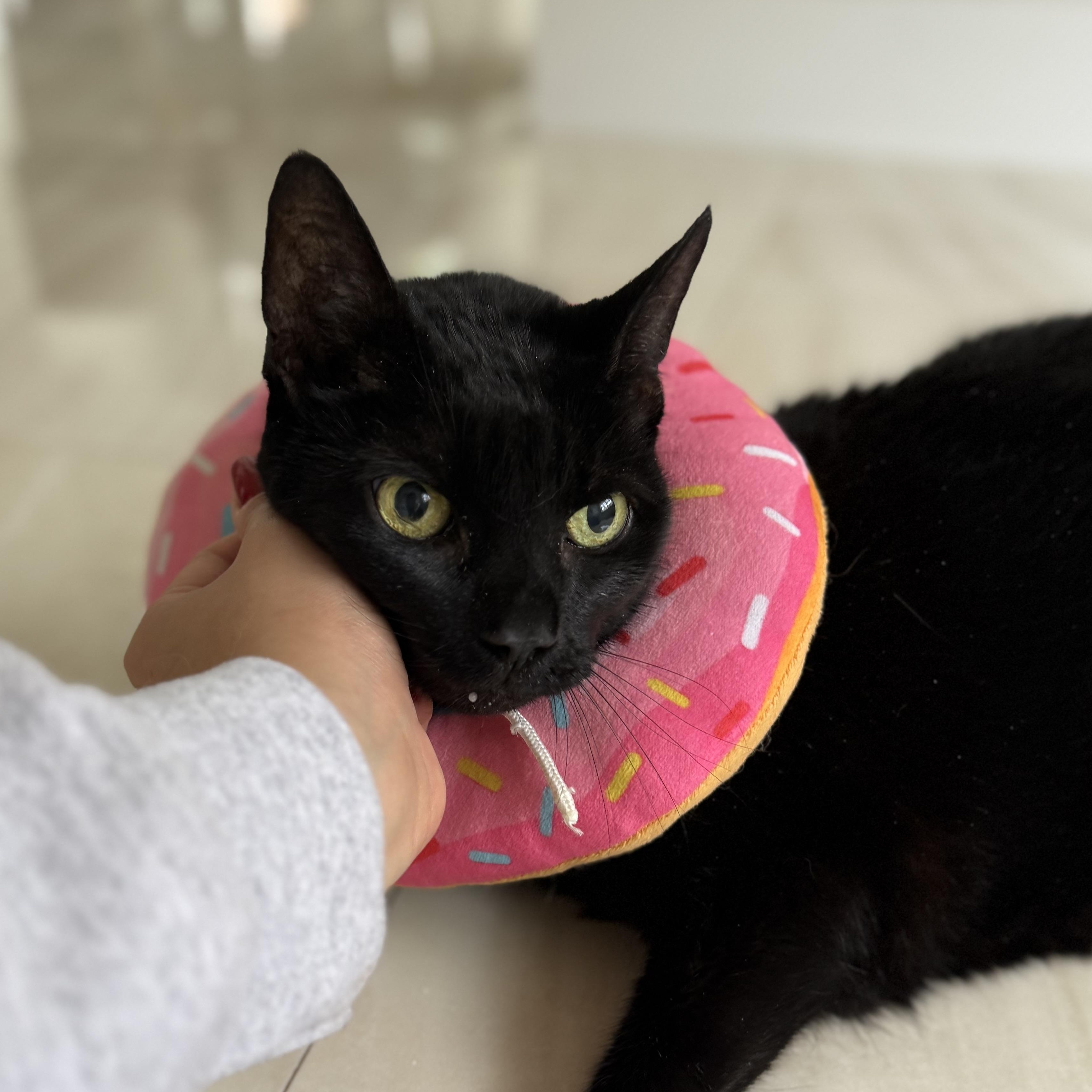 Enlarge Martina, a Adoptable Bombay in Miami, FL image 4/6