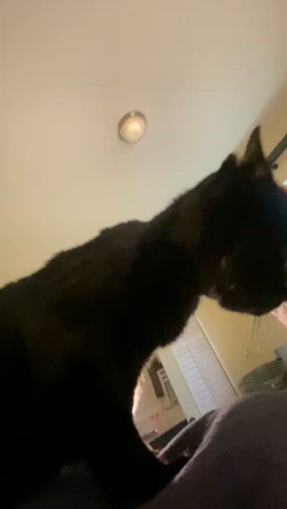 Enlarge Martina, a Adoptable Bombay in Miami, FL video 5/6