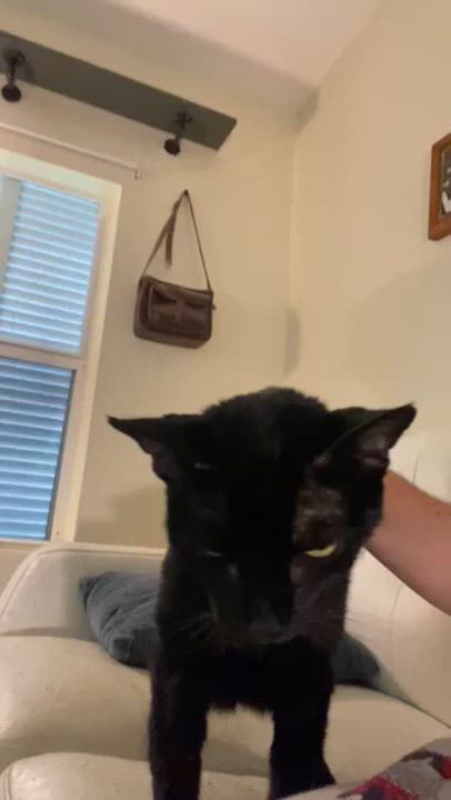 Enlarge Martina, a Adoptable Bombay in Miami, FL video 6/6