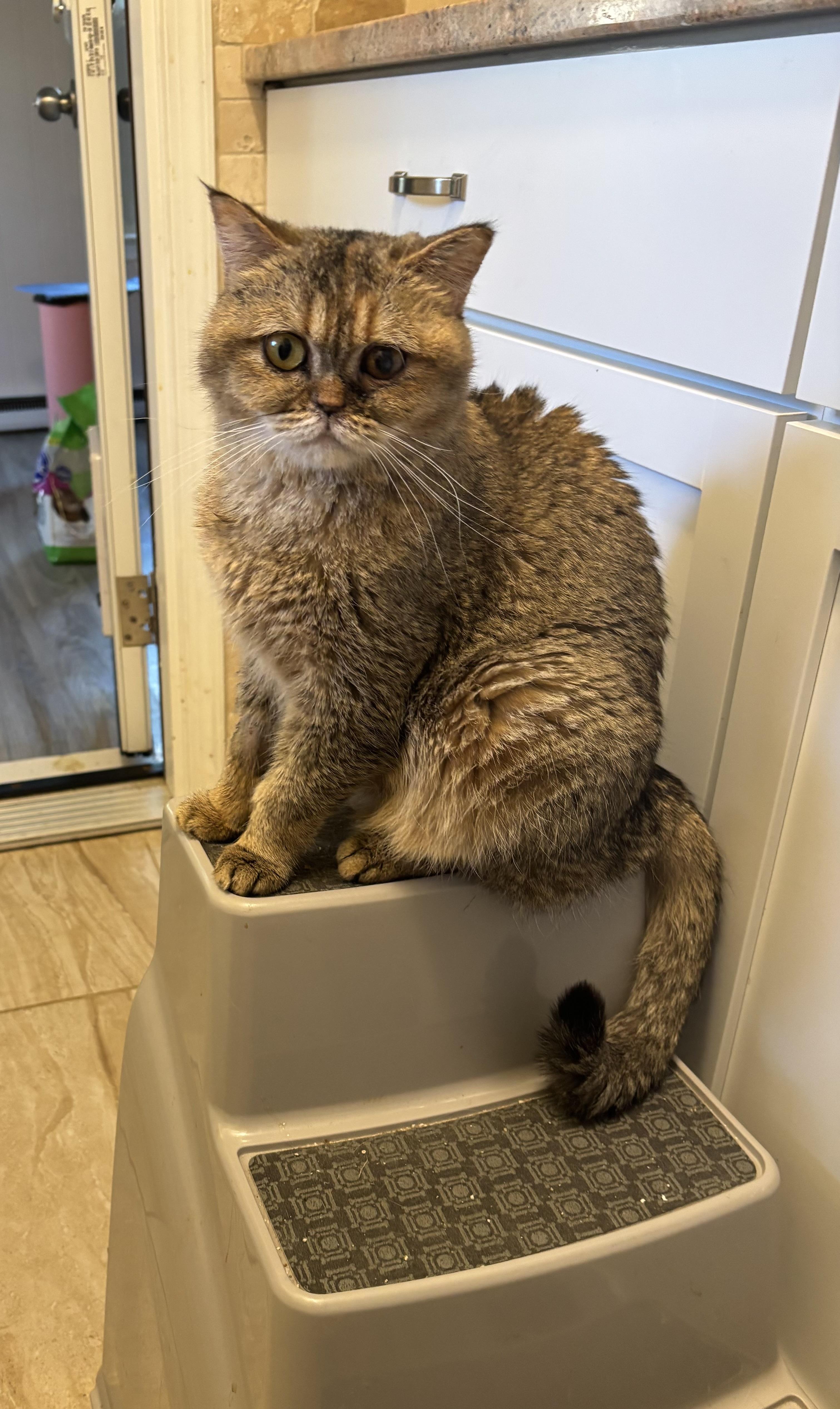 Enlarge Sakura (British Shorthair), a ADOPTABLE British Shorthair in Fairfax, VA image 1/3