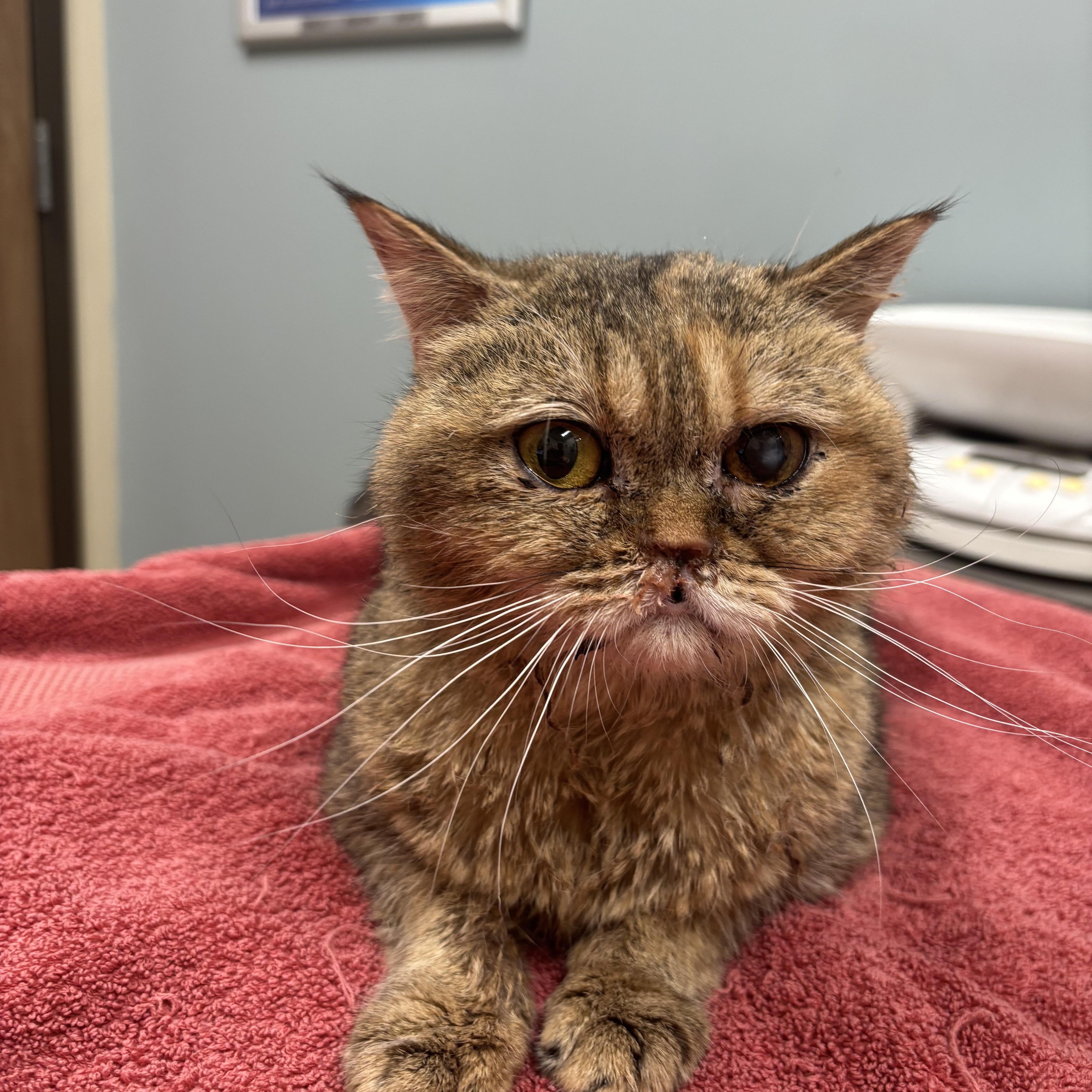 Enlarge Sakura (British Shorthair), a ADOPTABLE British Shorthair in Fairfax, VA image 3/3