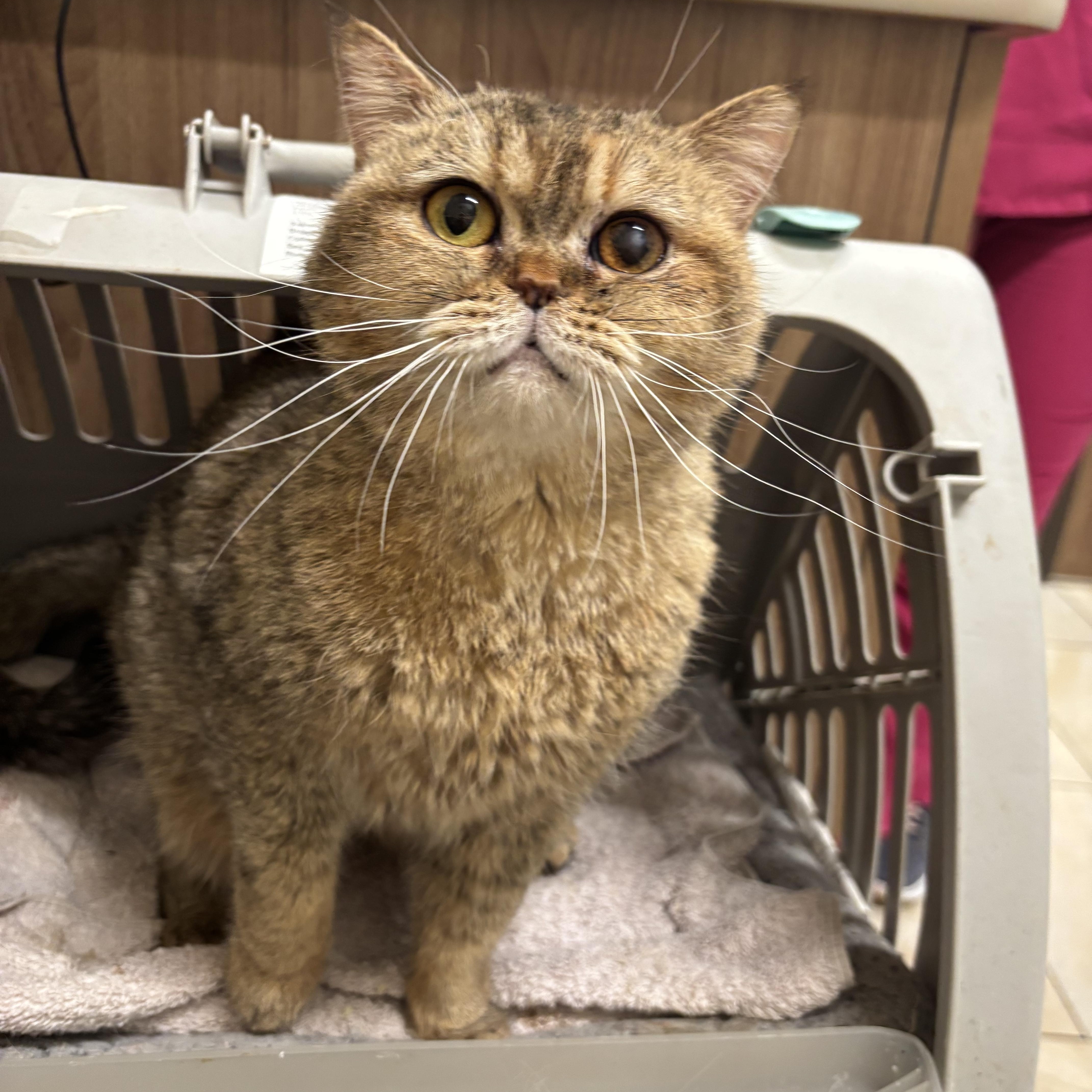 Enlarge Sakura (British Shorthair), a ADOPTABLE British Shorthair in Fairfax, VA image 2/3