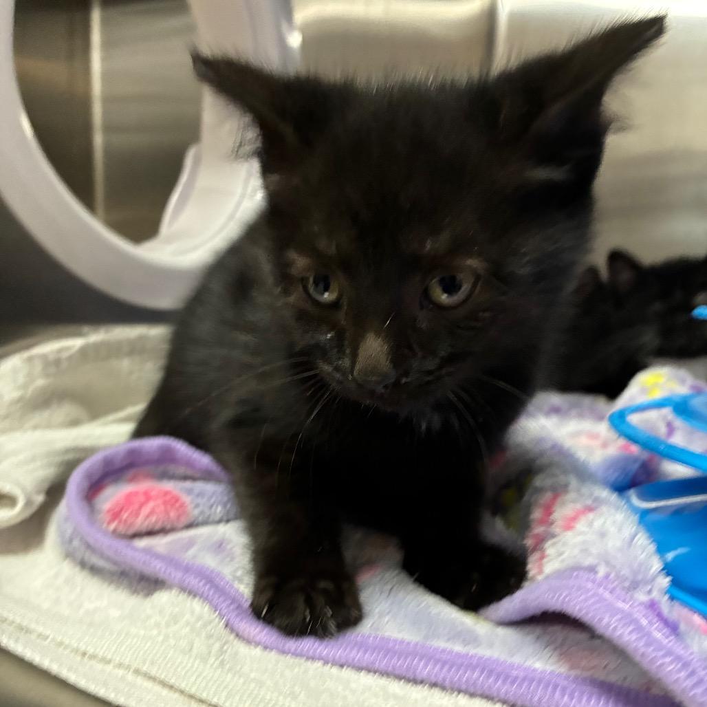 Lilly, Adoptable, Kitten Female Domestic Short Hair.