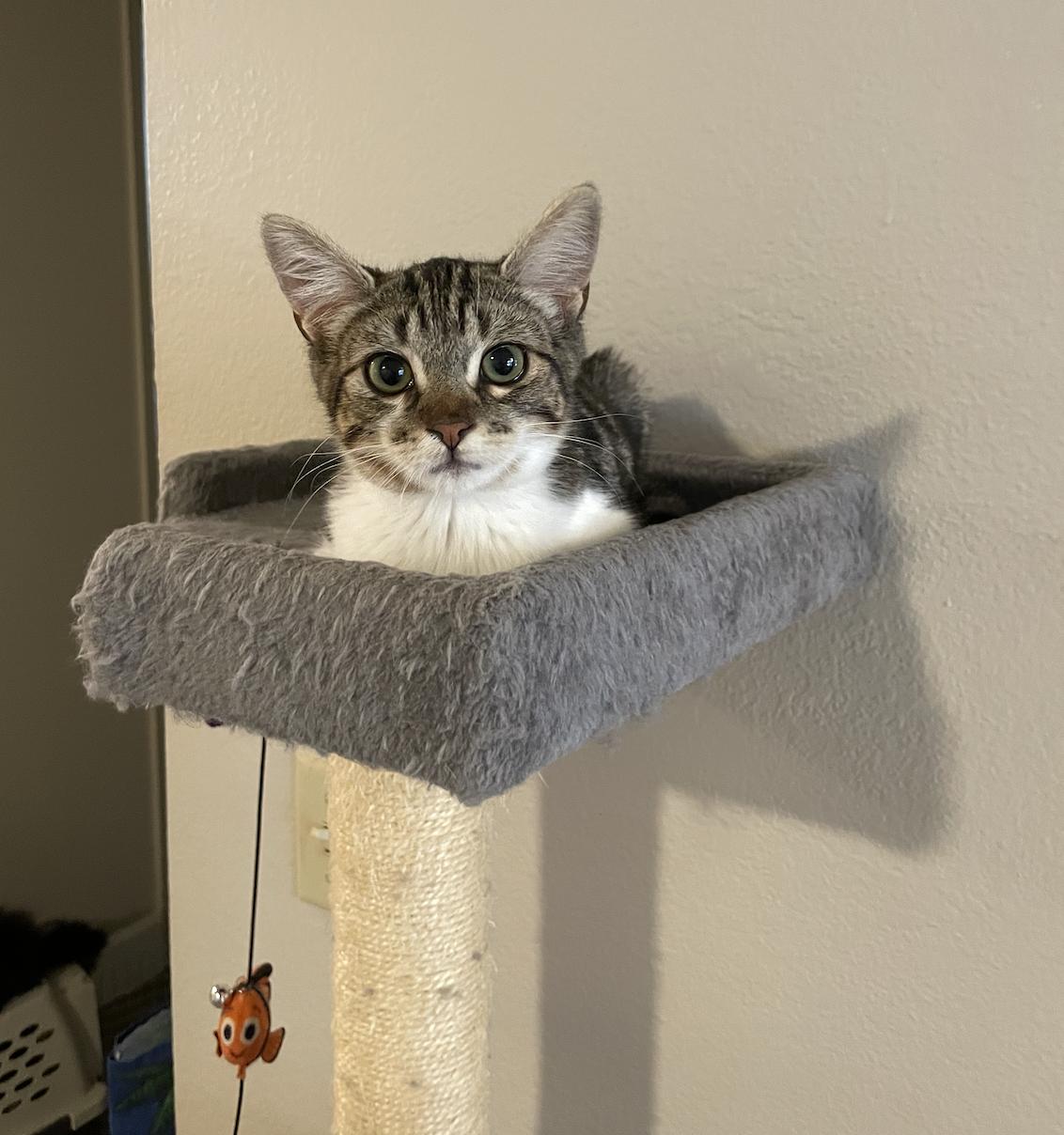 Enlarge Jeffy (courtesy), a Adoptable Domestic Short Hair in Davis, CA image 1/3